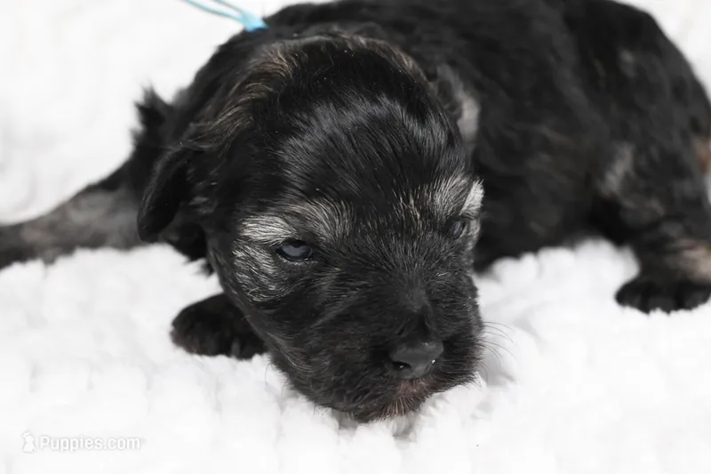 Athos, a male Miniature Schnauzer for sale in Sarcoxie, MO – Photo 1 of 10
