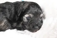 Athos, a male Miniature Schnauzer for sale in Sarcoxie, MO – Photo 10 of 10