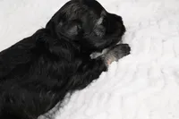 Athos, a male Miniature Schnauzer for sale in Sarcoxie, MO – Photo 2 of 10