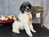 Groovy, a male Poodle - Multi-Colored Standard for sale in Sarcoxie, MO – 8 of 9