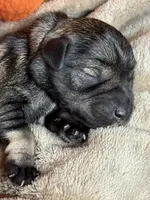 Otto, a male Miniature Schnauzer for sale in Sarcoxie, MO – 10 of 10