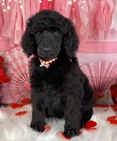 Cider, a female Poodle - Standard  for sale in Sarcoxie, MO – Photo 2 of 7