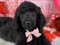 Cider, a female Poodle - Standard  for sale in Sarcoxie, MO – Photo 6 of 7