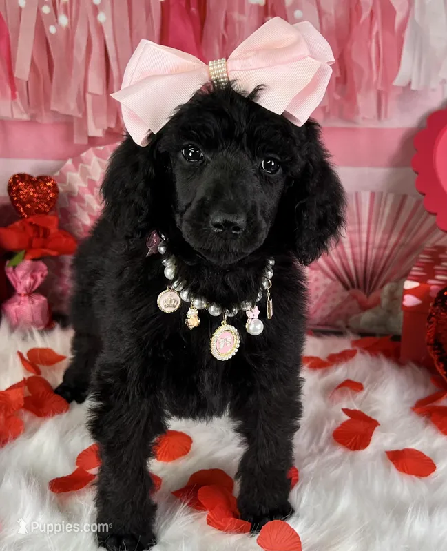 Cider, a female Poodle - Standard  for sale in Sarcoxie, MO – Photo 1 of 7