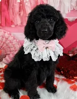 Cider, a female Poodle - Standard  for sale in Sarcoxie, MO – Photo 4 of 7