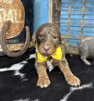 Pugsley, a male Poodle - Multi-Colored Standard for sale in Sarcoxie, MO – 4 of 10