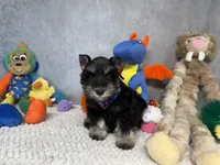 Sir Sniffs A Lot, a male Miniature Schnauzer for sale in Sarcoxie, MO – 6 of 9