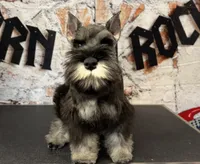 Earl of  Biscuitshire, a male Miniature Schnauzer for sale in Sarcoxie, MO – 3 of 7