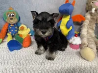 Sir Sniffs A Lot, a male Miniature Schnauzer for sale in Sarcoxie, MO – 5 of 9