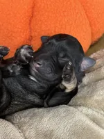 Heidi, a female Miniature Schnauzer for sale in Sarcoxie, MO – 3 of 9