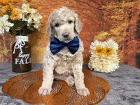 Ovation, a male Poodle - Standard  for sale in Sarcoxie, MO – 4 of 10