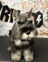 Earl of  Biscuitshire, a male Miniature Schnauzer for sale in Sarcoxie, MO – 2 of 7
