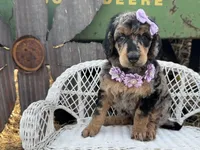 Cherie, a female Poodle - Standard  for sale in Sarcoxie, MO – Photo 7 of 10