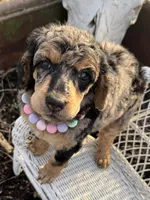 Cherie, a female Poodle - Standard  for sale in Sarcoxie, MO – Photo 4 of 10