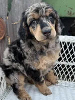 Cherie, a female Poodle - Standard  for sale in Sarcoxie, MO – Photo 2 of 10