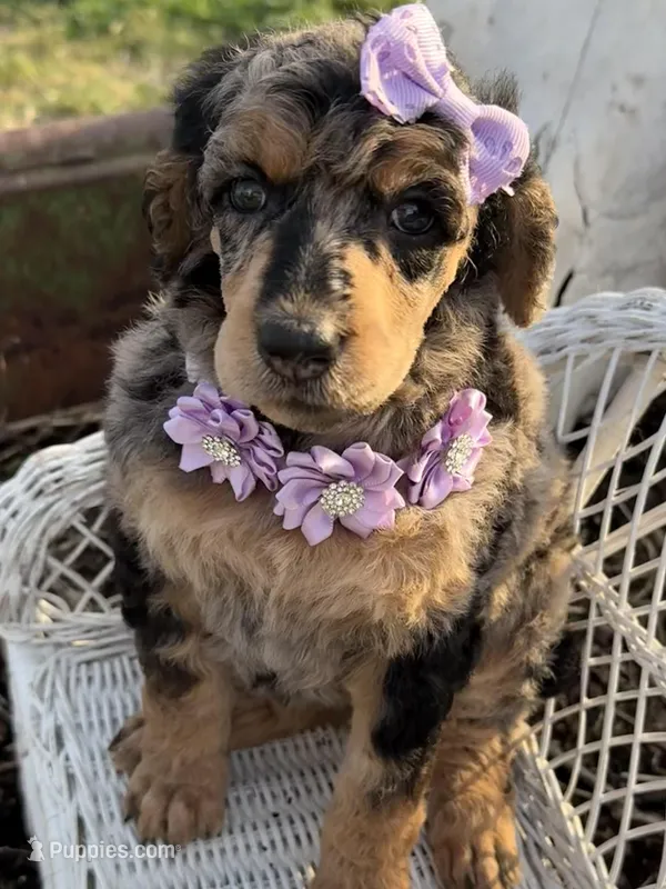Cherie – Poodle - Standard  puppy for sale in Sarcoxie, MO