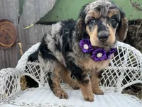 Cherie, a female Poodle - Standard  for sale in Sarcoxie, MO – Photo 5 of 10