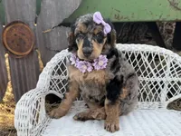 Cherie, a female Poodle - Standard  for sale in Sarcoxie, MO – Photo 6 of 10