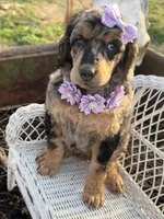 Cherie, a female Poodle - Standard  for sale in Sarcoxie, MO – Photo 3 of 10