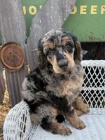 Cherie, a female Poodle - Standard  for sale in Sarcoxie, MO – Photo 10 of 10