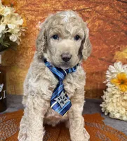 Ovation, a male Poodle - Standard  for sale in Sarcoxie, MO – 5 of 10