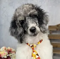 Groovy, a male Poodle - Multi-Colored Standard for sale in Sarcoxie, MO – 1 of 9