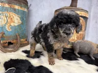 Shimmy, a female Poodle - Multi-Colored Standard for sale in Sarcoxie, MO – 7 of 8