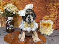 Showstopper, a female Poodle - Standard  for sale in Sarcoxie, MO – 3 of 9