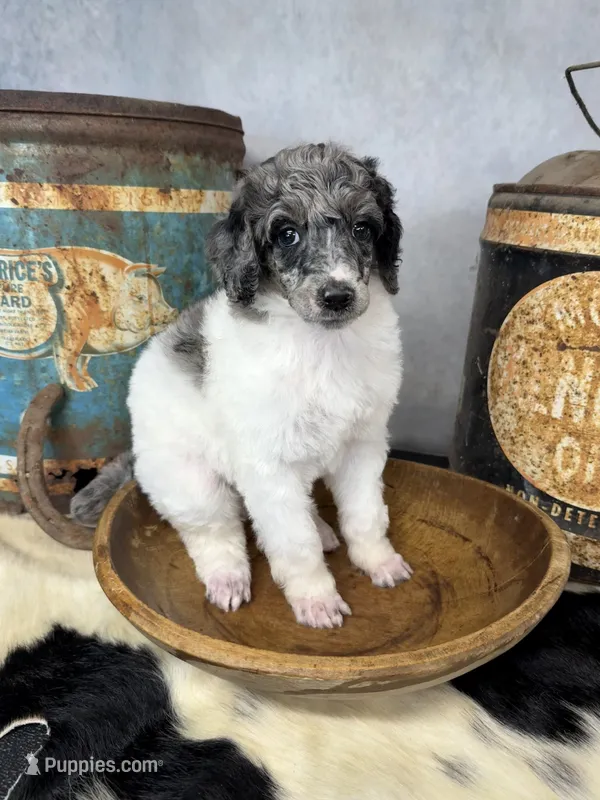 Groovy – Poodle - Multi-Colored Standard puppy for sale in Sarcoxie, MO