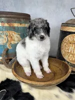 Groovy, a male Poodle - Multi-Colored Standard for sale in Sarcoxie, MO – 1 of 8
