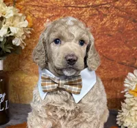 Ovation, a male Poodle - Standard  for sale in Sarcoxie, MO – 7 of 10