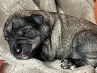 Liesel, a female Miniature Schnauzer for sale in Sarcoxie, MO – 3 of 10