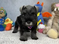 Earl of  Biscuitshire, a male Miniature Schnauzer for sale in Sarcoxie, MO – 2 of 6