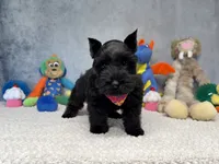 Lady Wigglebottom, a male Miniature Schnauzer for sale in Sarcoxie, MO – 5 of 7