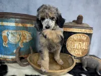 Rhythm, a female Poodle - Multi-Colored Standard for sale in Sarcoxie, MO – 1 of 8