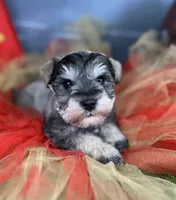 Barbie, a female Miniature Schnauzer for sale in Sarcoxie, MO – Photo 6 of 10
