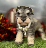 Barbie, a female Miniature Schnauzer for sale in Sarcoxie, MO – Photo 2 of 10