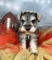 Barbie, a female Miniature Schnauzer for sale in Sarcoxie, MO – Photo 10 of 10