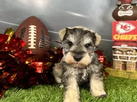 Barbie, a female Miniature Schnauzer for sale in Sarcoxie, MO – Photo 9 of 10