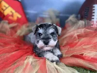 Barbie, a female Miniature Schnauzer for sale in Sarcoxie, MO – Photo 5 of 10