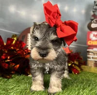 Barbie, a female Miniature Schnauzer for sale in Sarcoxie, MO – Photo 8 of 10