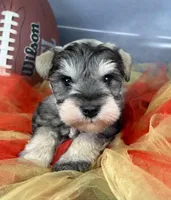 Barbie, a female Miniature Schnauzer for sale in Sarcoxie, MO – Photo 4 of 10