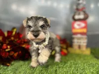 Barbie, a female Miniature Schnauzer for sale in Sarcoxie, MO – Photo 3 of 10