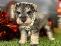 Barbie, a female Miniature Schnauzer for sale in Sarcoxie, MO – Photo 1 of 10