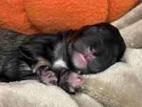 Greta , a female Miniature Schnauzer for sale in Sarcoxie, MO – 7 of 10