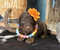 Fauna, a female Poodle - Multi-Colored Standard for sale in Sarcoxie, MO – 6 of 10