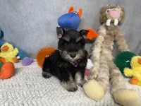 Sir Sniffs A Lot, a male Miniature Schnauzer for sale in Sarcoxie, MO – 7 of 9