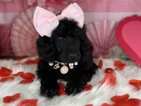 Pumpkin Pie, a female Poodle - Standard  for sale in Sarcoxie, MO – Photo 8 of 8