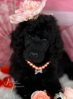 Pumpkin Pie, a female Poodle - Standard  for sale in Sarcoxie, MO – Photo 1 of 8