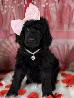 Pumpkin Pie, a female Poodle - Standard  for sale in Sarcoxie, MO – Photo 7 of 8